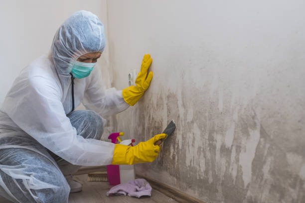Best Mold Prevention Services  in Pine Manor, FL