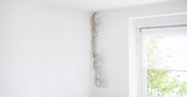 Best Post-Remediation Verification Testing  in Pine Manor, FL