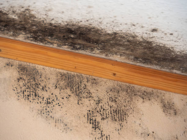 Best Mold Remediation for Healthcare Facilities  in Pine Manor, FL