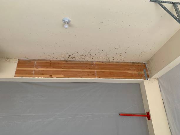 Best Dehumidification Services  in Pine Manor, FL