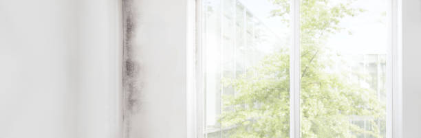 Best Airborne Mold Testing  in Pine Manor, FL