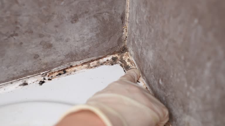 Best Basement Mold Removal  in Pine Manor, FL